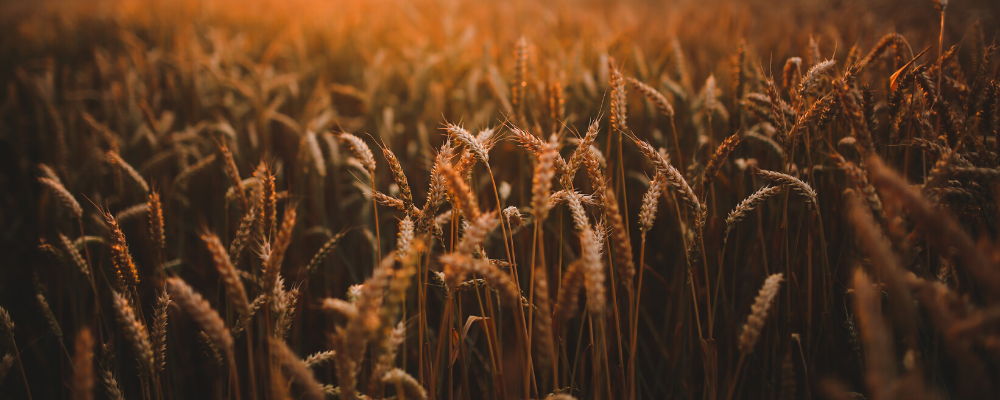 The story of the wheat