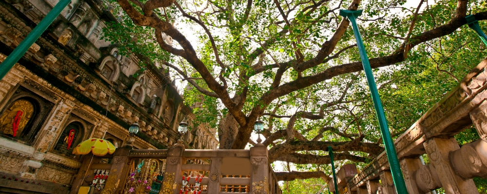 bodhi tree