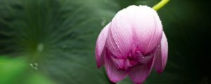 The Blossoming